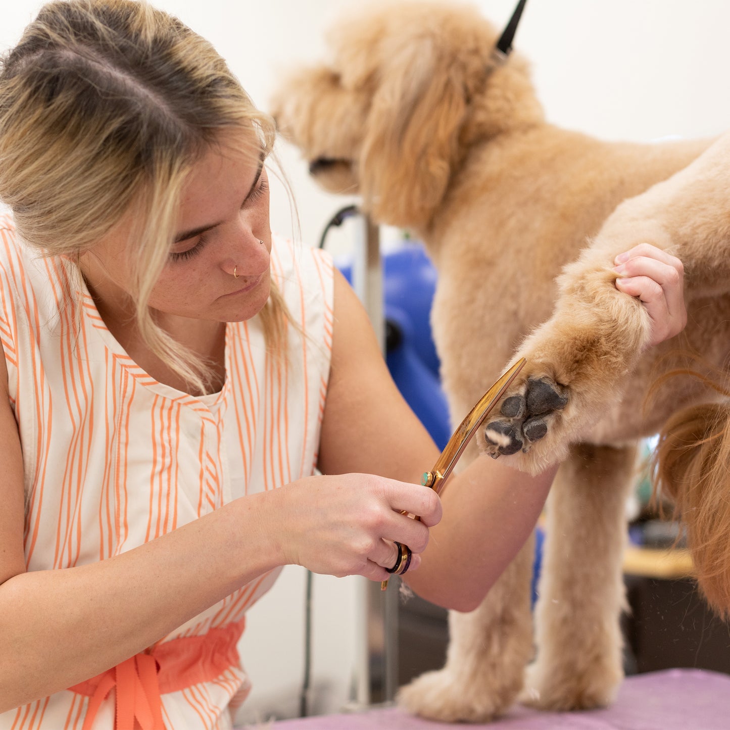 Kenchii Rosé 8" Curved Shear