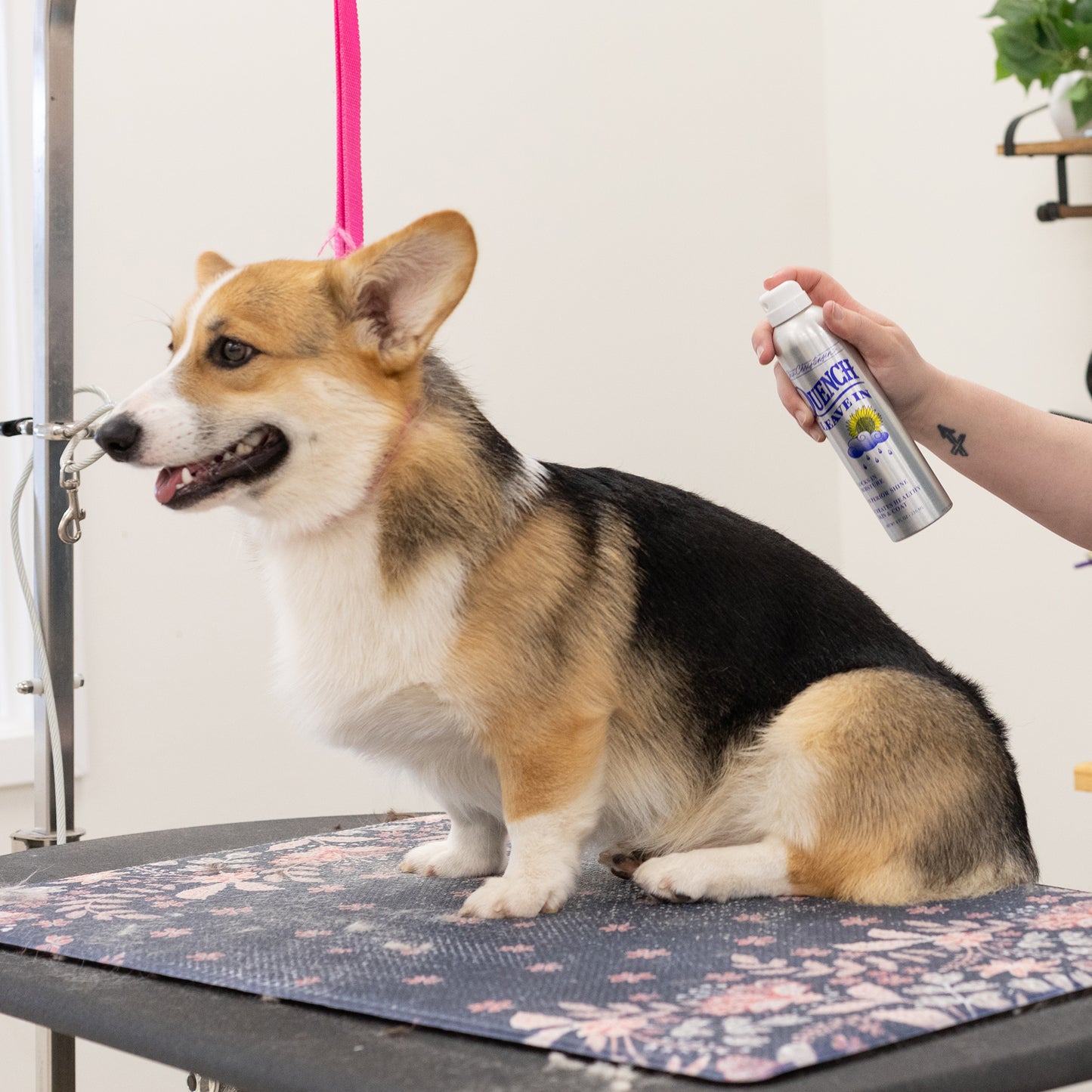 dog grooming leave in conditioning spray